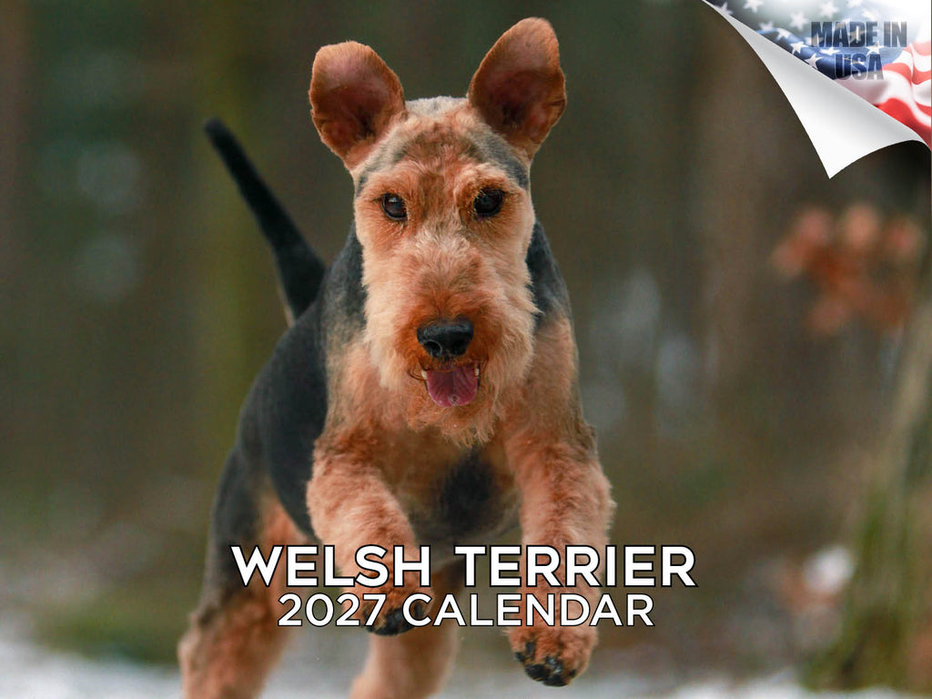 Welsh Terrier Wall Calendar 2027 - 12" x 9" 14-Month Dog Breed Calendar