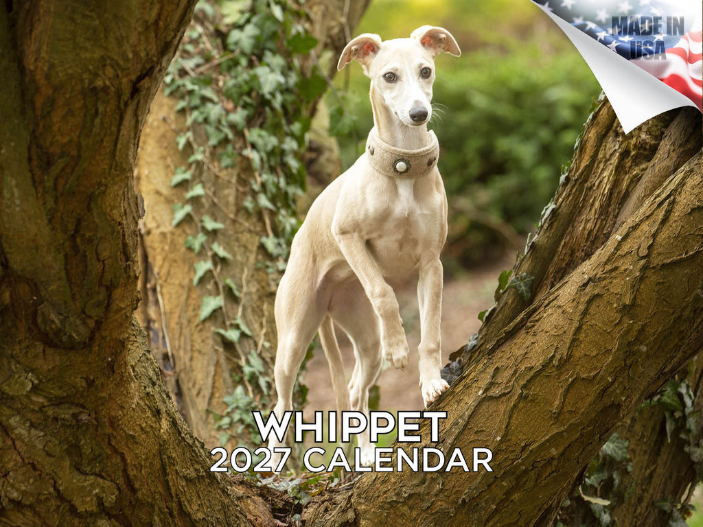 Whippet Wall Calendar 2027 - 12" x 9" 14-Month Dog Breed Calendar