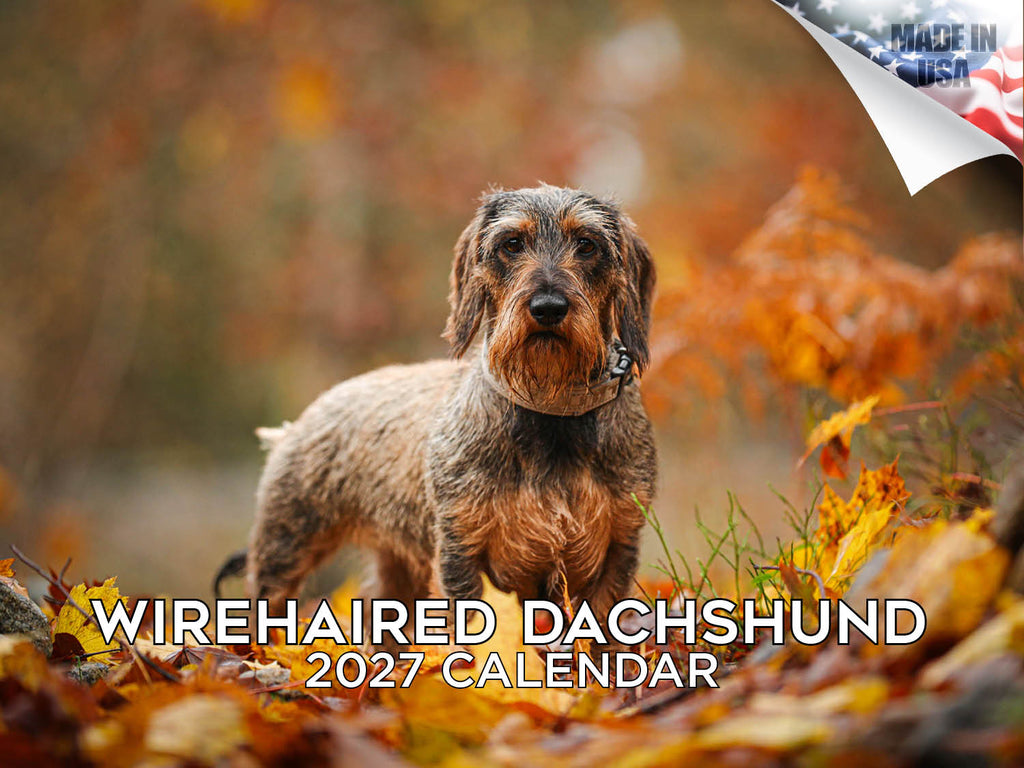 Wirehaired Dachshund Wall Calendar 2027 - 12" x 9" 14-Month Dog Breed Calendar