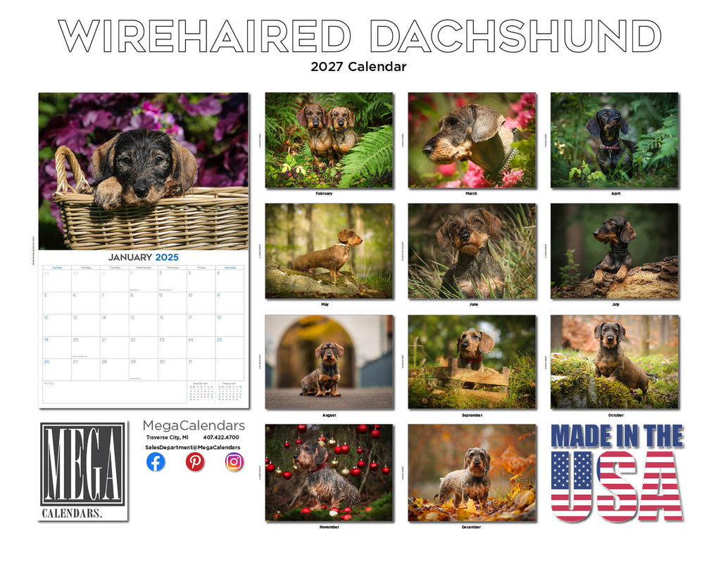 Wirehaired Dachshund Wall Calendar 2027 - 12" x 9" 14-Month Dog Breed Calendar