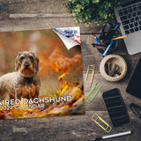 Wirehaired Dachshund Wall Calendar 2027 - 12" x 9" 14-Month Dog Breed Calendar