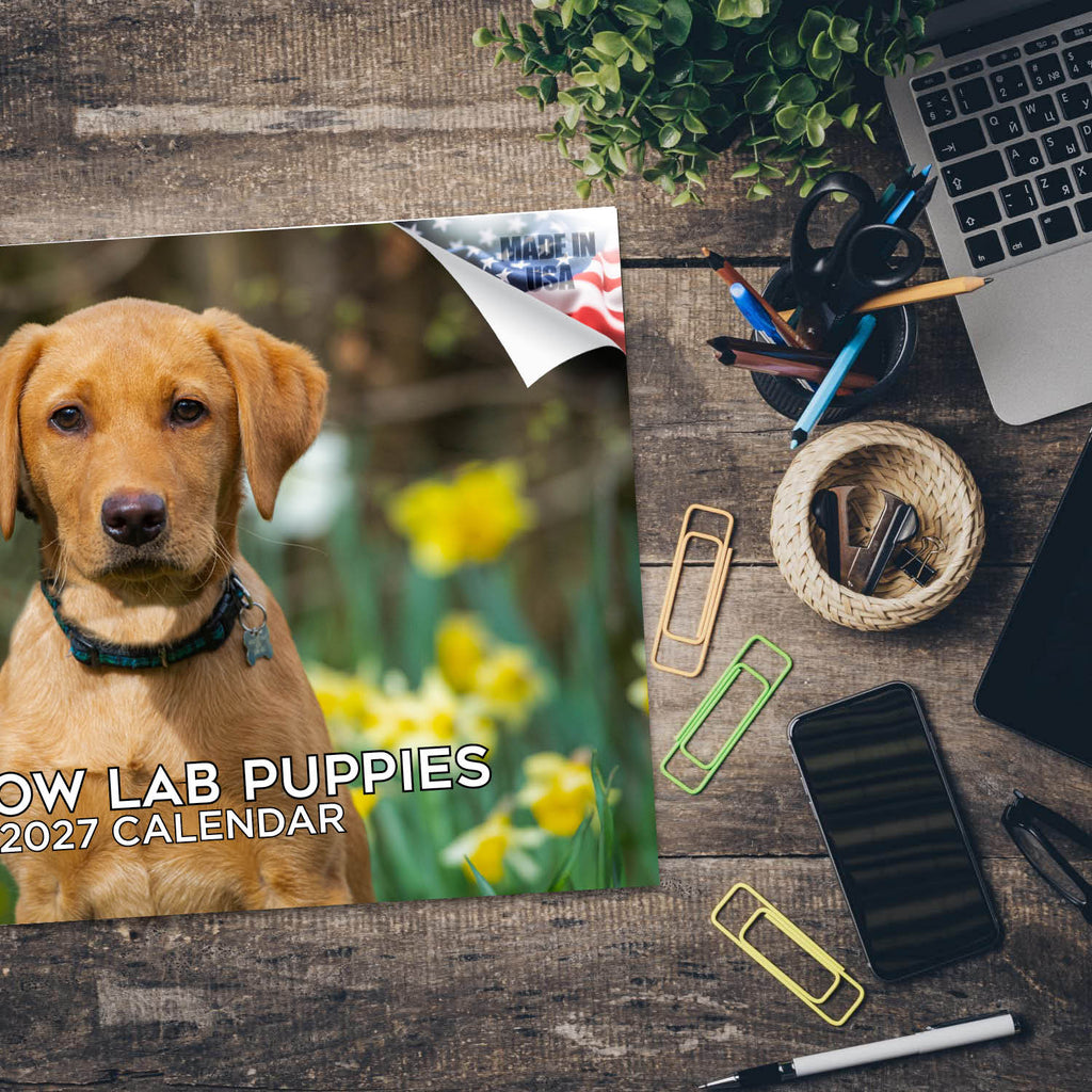 Yellow Labrador Puppies Wall Calendar 2027 - 12" x 9" 14-Month Dog Breed Calendar