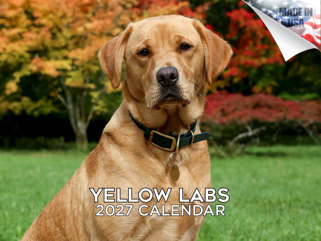 Yellow Labrador Wall Calendar 2027 - 12" x 9" 14-Month Dog Breed Calendar
