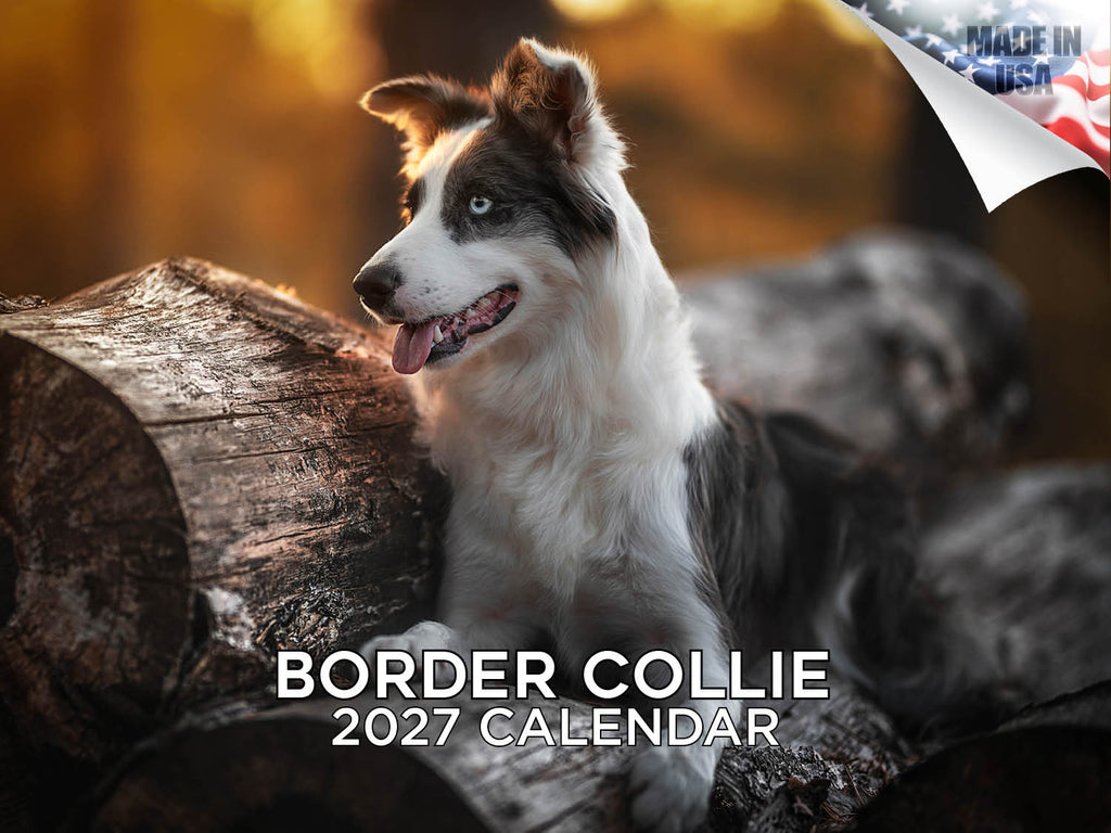 Border Collie Wall Calendar 2027 - 12" x 9" 14-Month Dog Breed Calendar