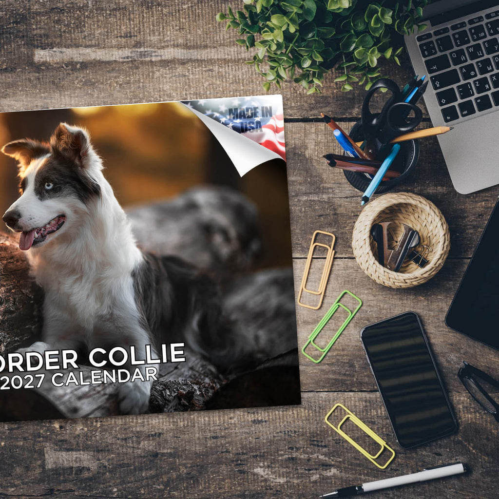 Border Collie Wall Calendar 2027 - 12" x 9" 14-Month Dog Breed Calendar