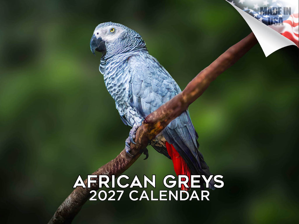 African Grey Parrots Wall Calendar 2027 - 12" x 9" 14-Month Tropical Bird Calendar
