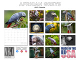 African Grey Parrots Wall Calendar 2027 - 12" x 9" 14-Month Tropical Bird Calendar