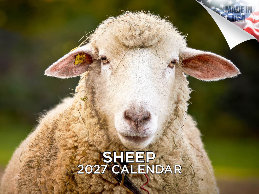 Sheep Wall Calendar 2027 - 12" x 9" 14-Month Farm Animal Calendar
