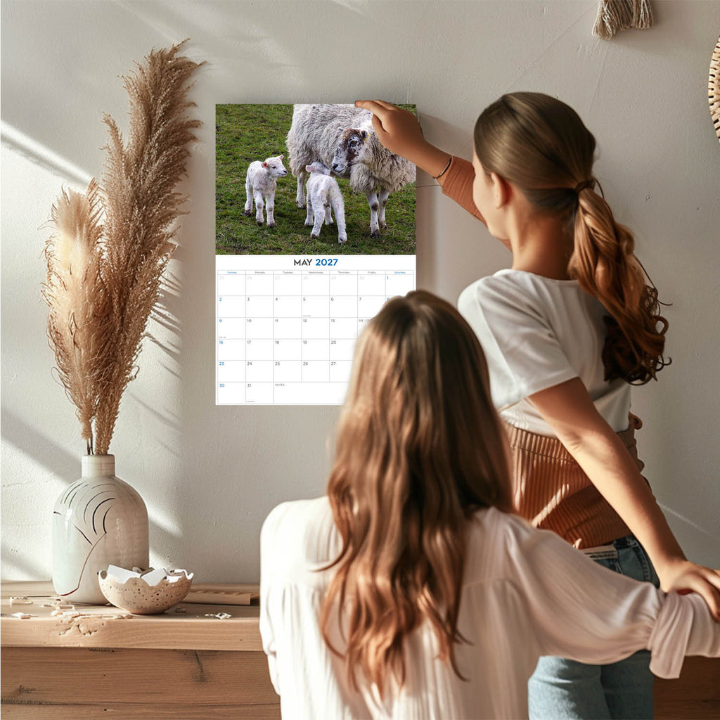 Sheep Wall Calendar 2027 - 12" x 9" 14-Month Farm Animal Calendar