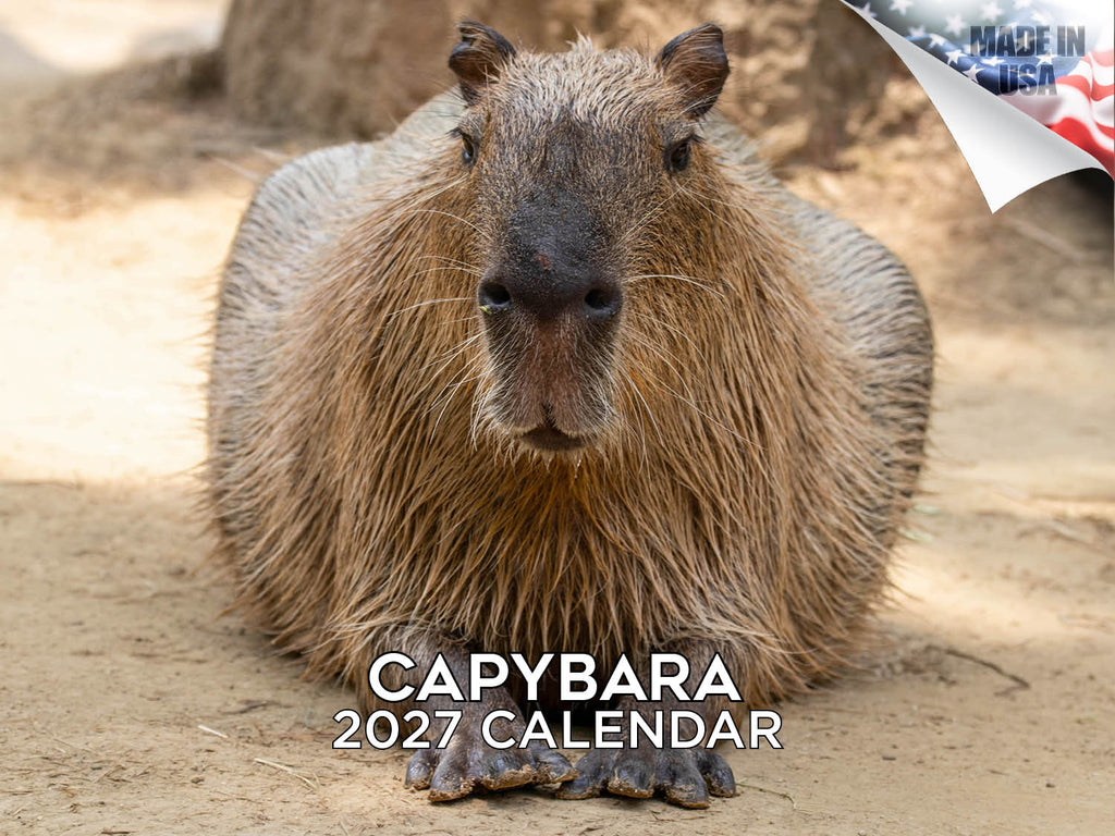 Capybara Wall Calendar 2027 - 12" x 9" 14-Month Rare Animal Wildlife Calendar