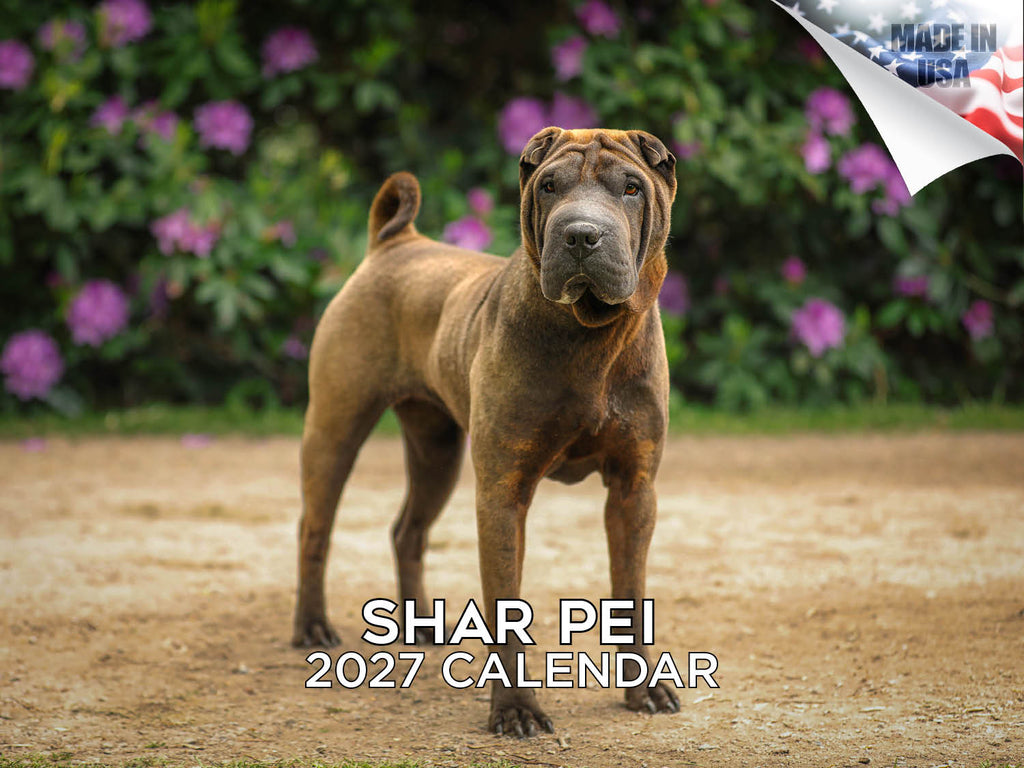 Shar Pei Wall Calendar 2027 - 12" x 9" 14-Month Dog Breed Calendar