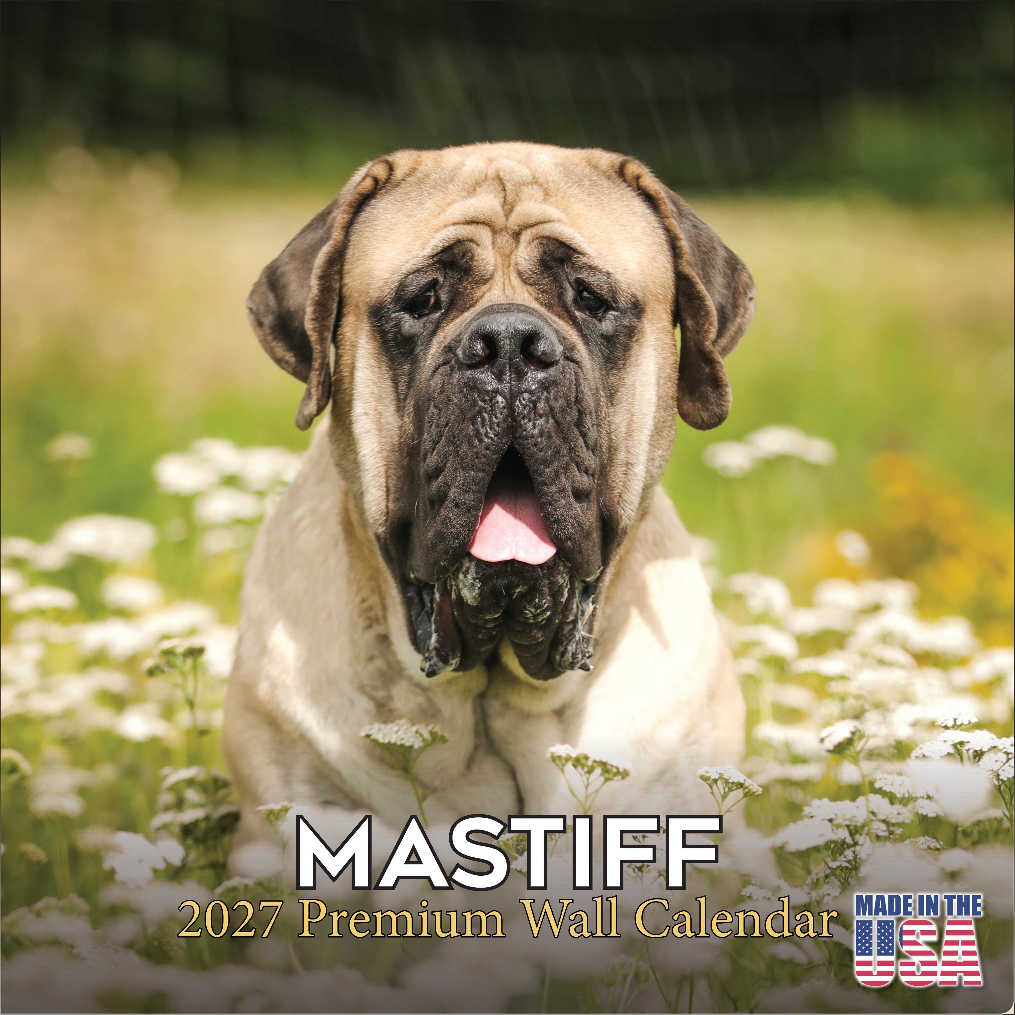 Mastiff Wall Calendar 2027 - 12