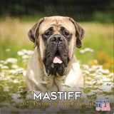 Mastiff Wall Calendar 2027 - 12" x 12" Monthly Courageous Giant & Heavy Guard Dog Breed Calendar