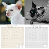 Siamese Cats Wall Calendar 2027 - 12" x 12" Monthly Intelligent & Sleek Blue-Eyed Feline Companion Calendar