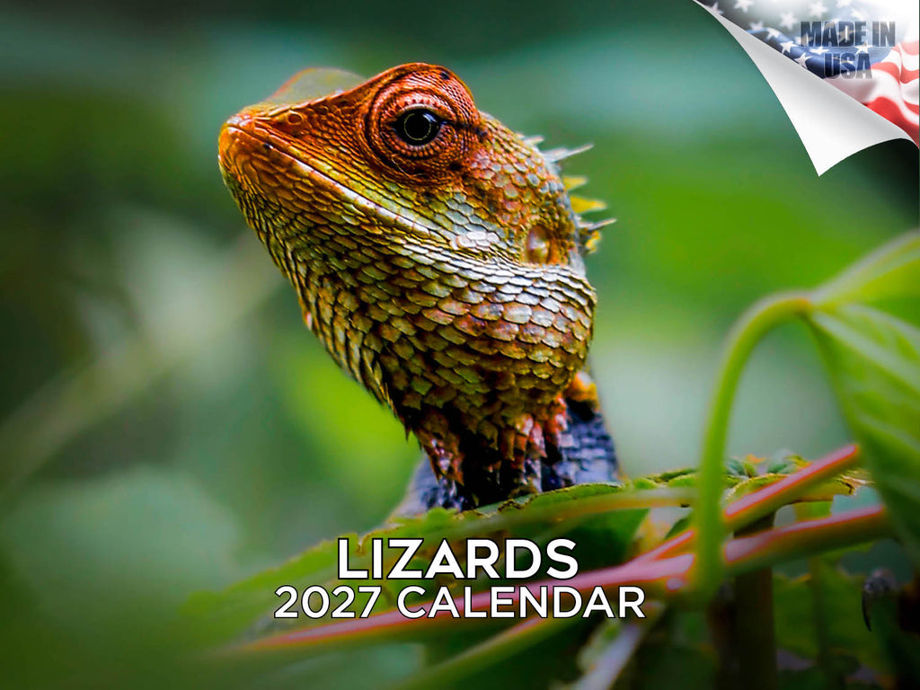Lizards Wall Calendar 2027 - 12" x 9" 14-Month Reptile Wildlife Calendar