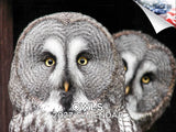 Owls Wall Calendar 2027 - 12" x 9" 14-Month Silent Hunter Wildlife Calendar