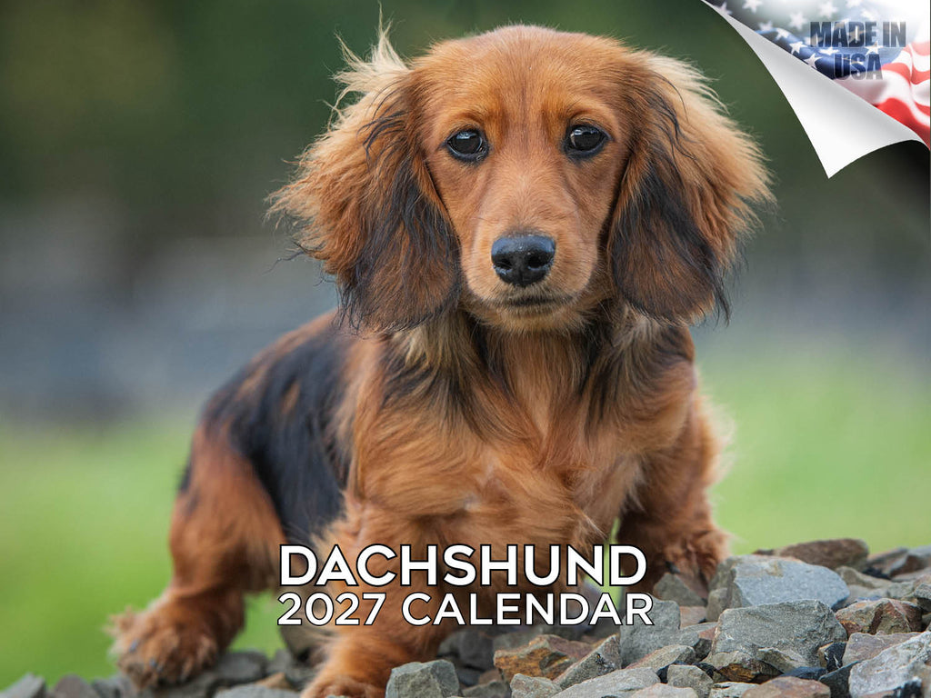 Dachshund Wall Calendar 2027 - 12" x 9" 14-Month Dog Breed Calendar