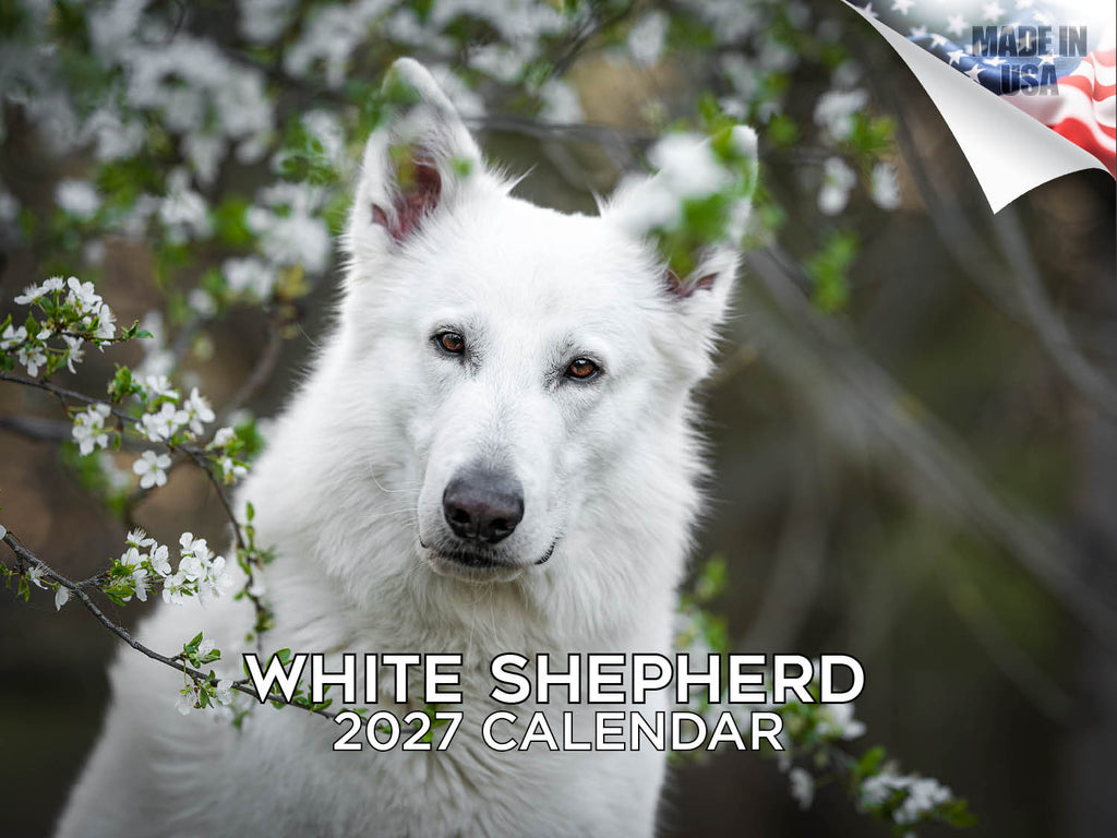 White Shepherd Wall Calendar 2027 - 12" x 9" 14-Month Dog Breed Calendar