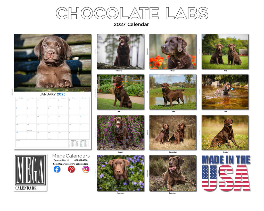 Chocolate Labrador Wall Calendar 2027 - 12" x 9" 14-Month Dog Breed Calendar