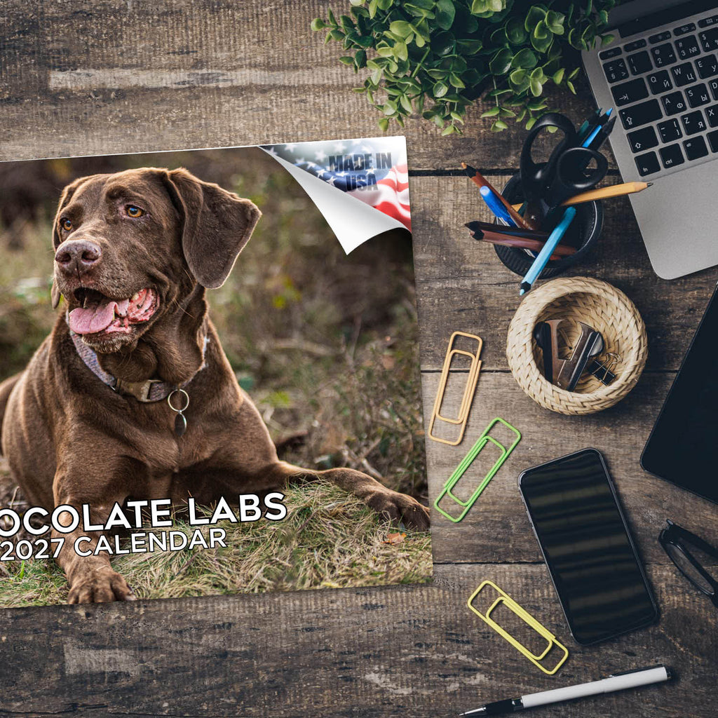 Chocolate Labrador Wall Calendar 2027 - 12" x 9" 14-Month Dog Breed Calendar