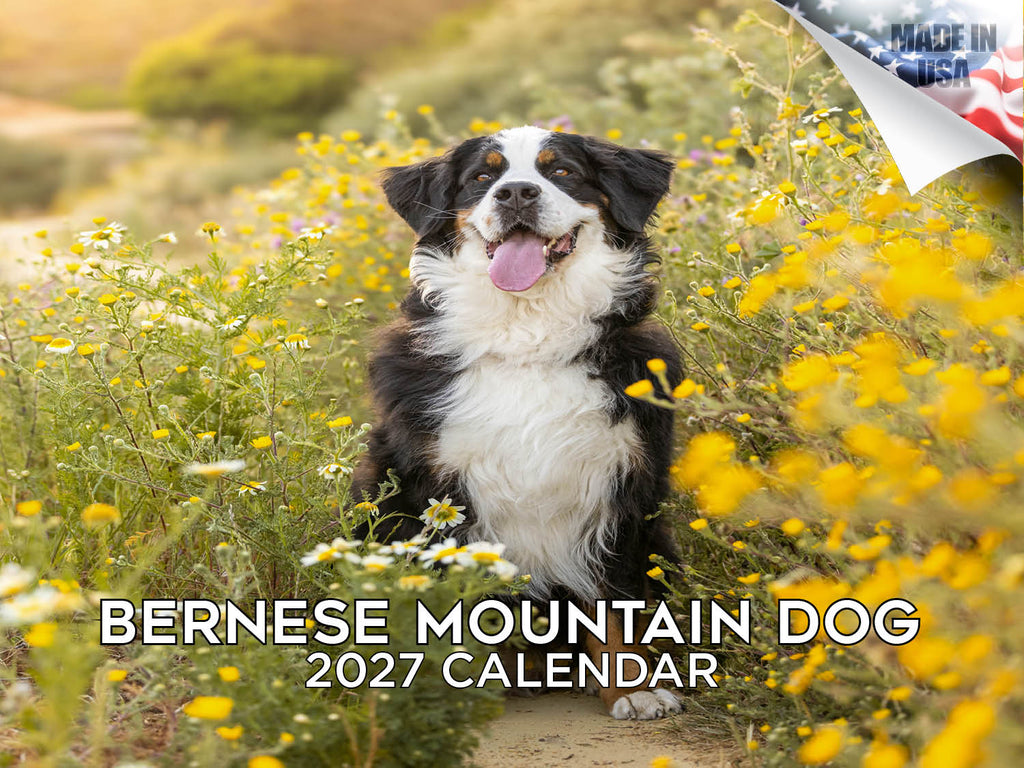 Bernese Mountain Dog Wall Calendar 2027 - 12" x 9" 14-Month Dog Breed Calendar