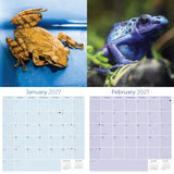 Frogs Wall Calendar 2027 - 12" x 12" Monthly Colorful Exotic Tree Frogs Amphibian Nature Calendar