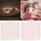 Ferrets Wall Calendar 2027 - 12" x 12" Monthly Playful & Mischievous Domestic Ferret Pet Calendar