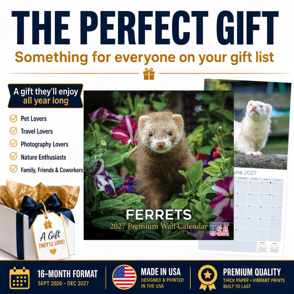 Ferrets Wall Calendar 2027 - 12" x 12" Monthly Playful & Mischievous Domestic Ferret Pet Calendar
