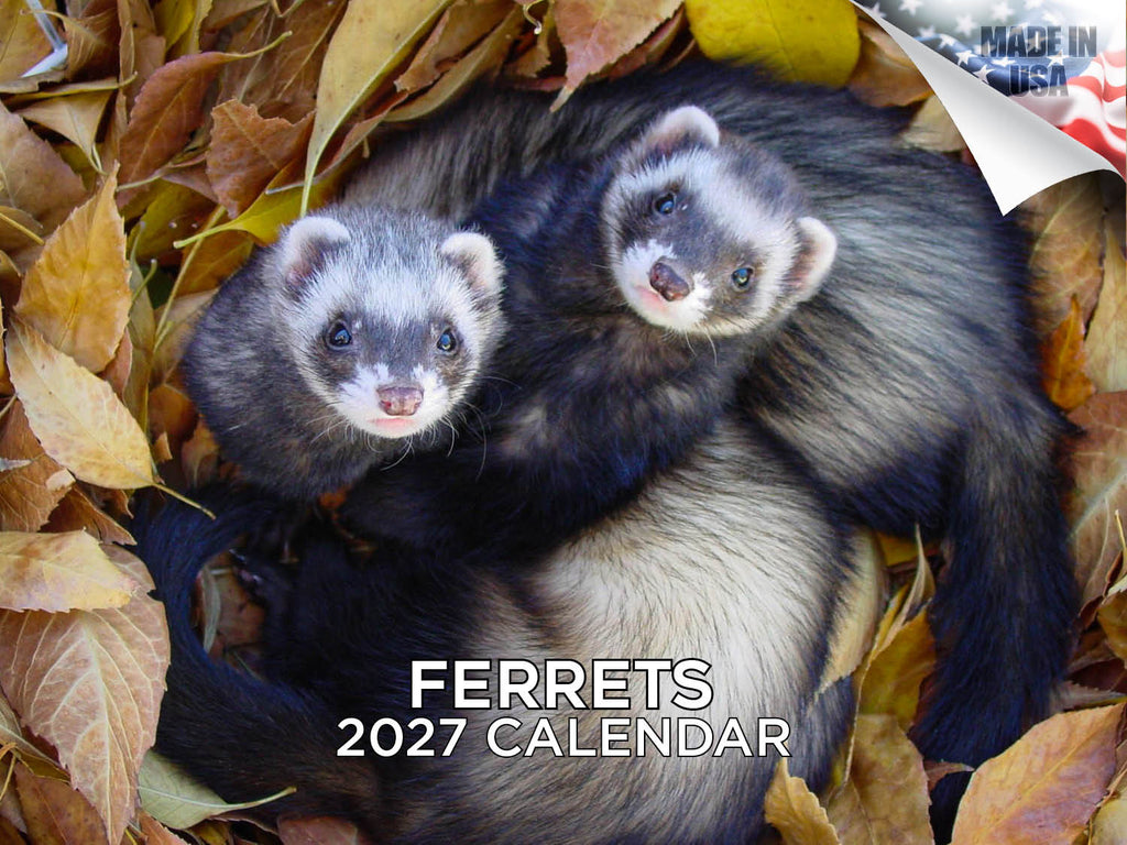 Ferrets Wall Calendar 2027 - 12" x 9" 14-Month Small Pet Calendar