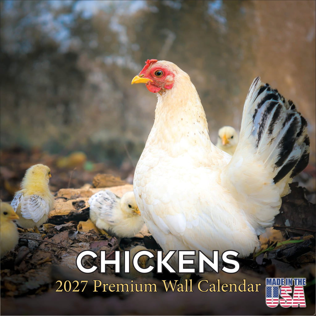 Chickens Wall Calendar 2027 - 12" x 12" Monthly Colorful Plucky Backyard Poultry Farm Calendar