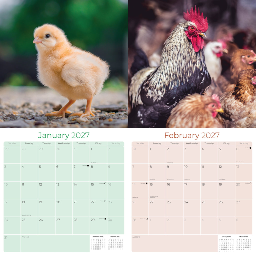 Chickens Wall Calendar 2027 - 12" x 12" Monthly Colorful Plucky Backyard Poultry Farm Calendar