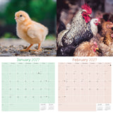 Chickens Wall Calendar 2027 - 12" x 12" Monthly Colorful Plucky Backyard Poultry Farm Calendar