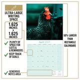 Chickens Wall Calendar 2027 - 12" x 12" Monthly Colorful Plucky Backyard Poultry Farm Calendar