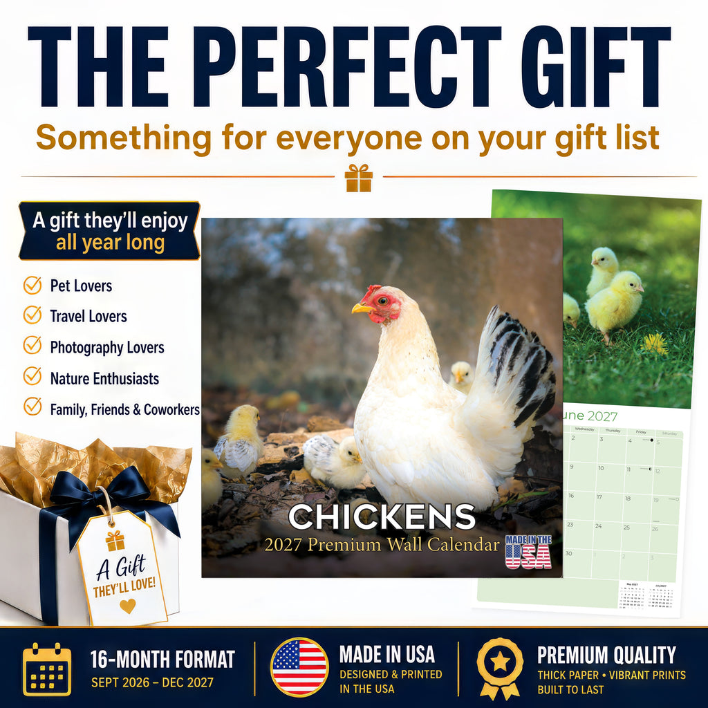 Chickens Wall Calendar 2027 - 12" x 12" Monthly Colorful Plucky Backyard Poultry Farm Calendar