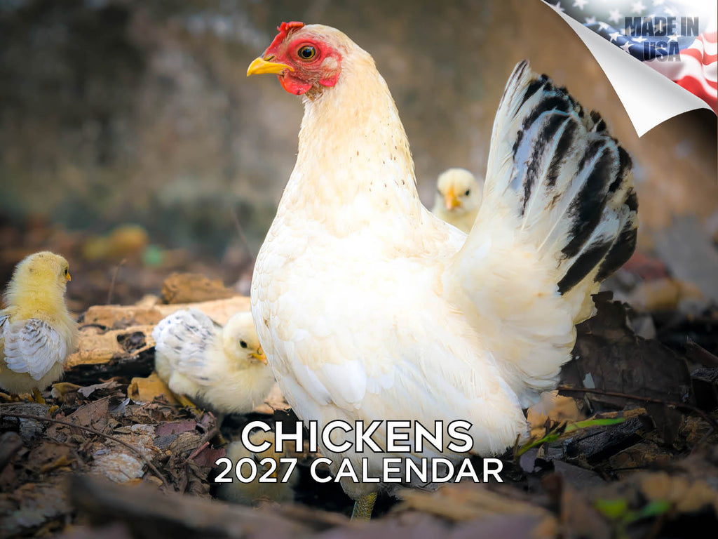 Chickens Wall Calendar 2027 - 12" x 9" 14-Month Backyard Poultry Calendar