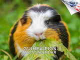 Guinea Pigs Wall Calendar 2027 - 12" x 9" 14-Month Small Pet Calendar