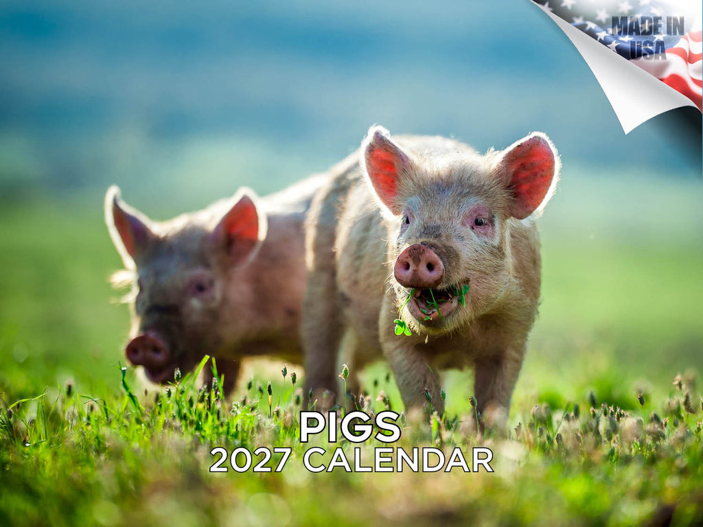 Pigs Wall Calendar 2027 - 12" x 9" 14-Month Farm Animal Calendar