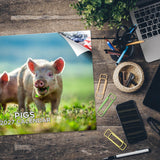 Pigs Wall Calendar 2027 - 12" x 9" 14-Month Farm Animal Calendar