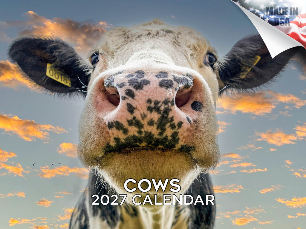 Cows Wall Calendar 2027 - 12" x 9" 14-Month Mixed Cattle Breed Calendar