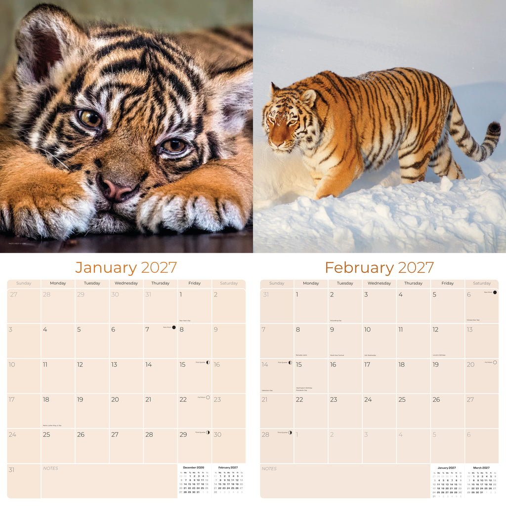 Tigers Wall Calendar 2027 - 12" x 12" Monthly Majestic & Powerful Big Cat Wildlife Nature Calendar