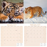 Tigers Wall Calendar 2027 - 12" x 12" Monthly Majestic & Powerful Big Cat Wildlife Nature Calendar
