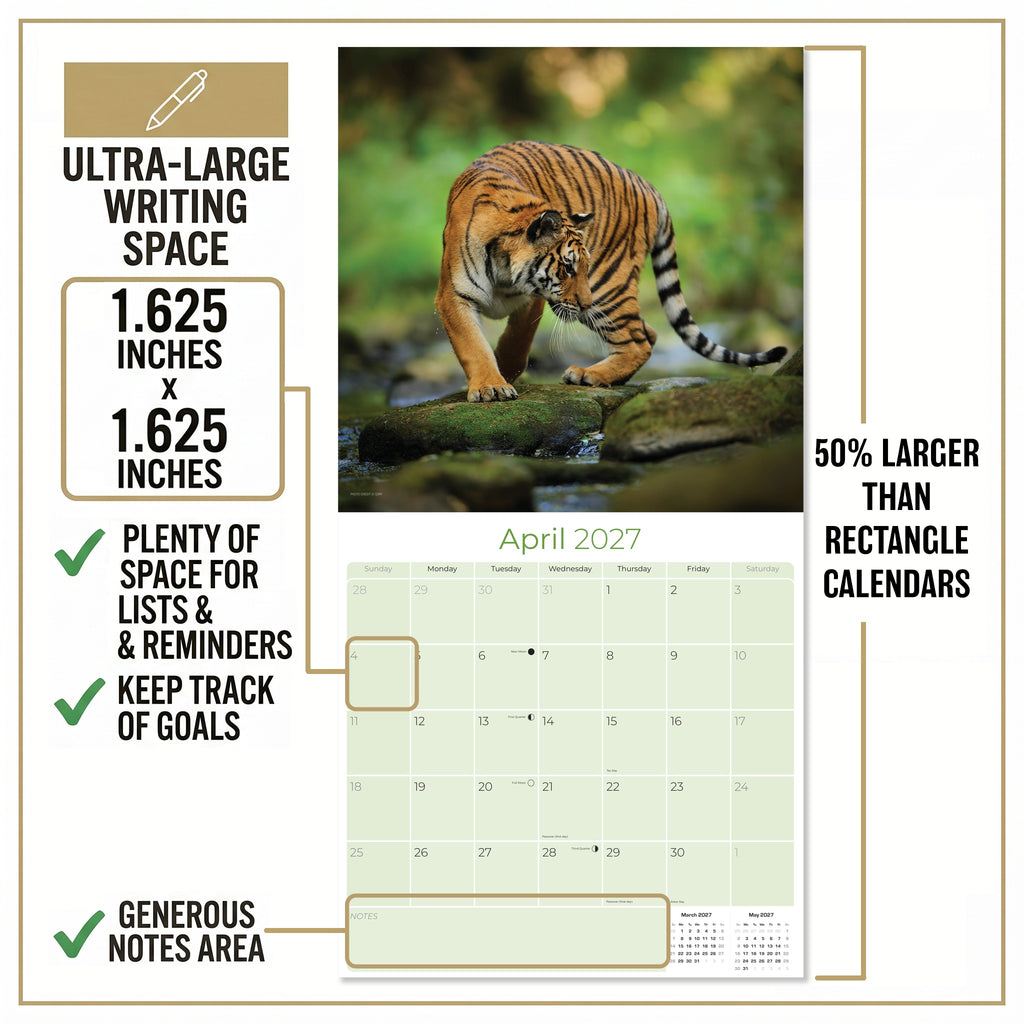 Tigers Wall Calendar 2027 - 12" x 12" Monthly Majestic & Powerful Big Cat Wildlife Nature Calendar