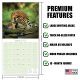 Tigers Wall Calendar 2027 - 12" x 12" Monthly Majestic & Powerful Big Cat Wildlife Nature Calendar