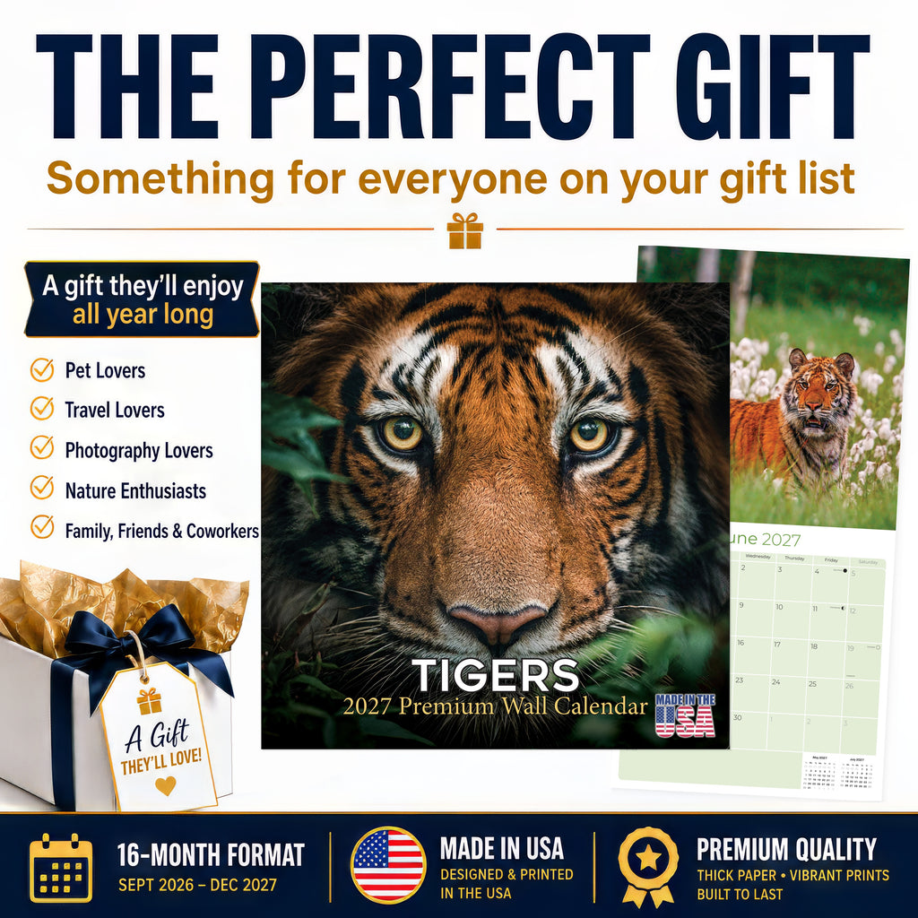 Tigers Wall Calendar 2027 - 12" x 12" Monthly Majestic & Powerful Big Cat Wildlife Nature Calendar