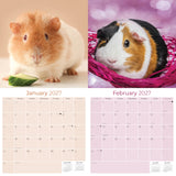 Guinea Pigs Wall Calendar 2027 - 12" x 12" Monthly Cuddly Pets & Small Cavy Companion Calendar