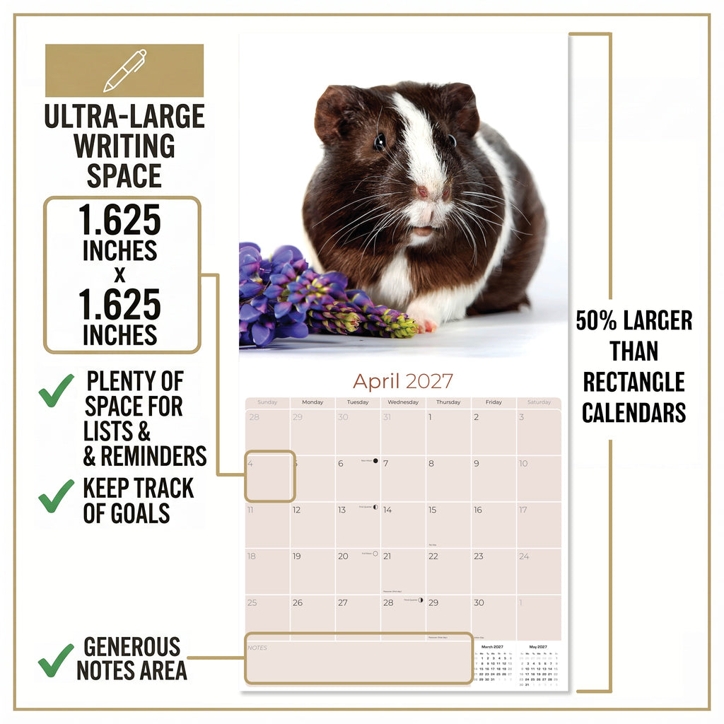 Guinea Pigs Wall Calendar 2027 - 12" x 12" Monthly Cuddly Pets & Small Cavy Companion Calendar