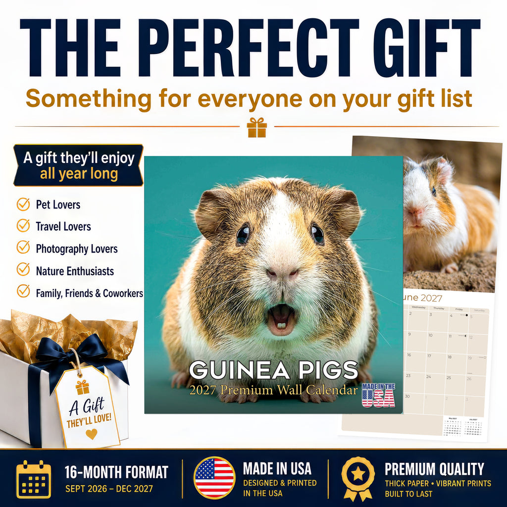 Guinea Pigs Wall Calendar 2027 - 12" x 12" Monthly Cuddly Pets & Small Cavy Companion Calendar