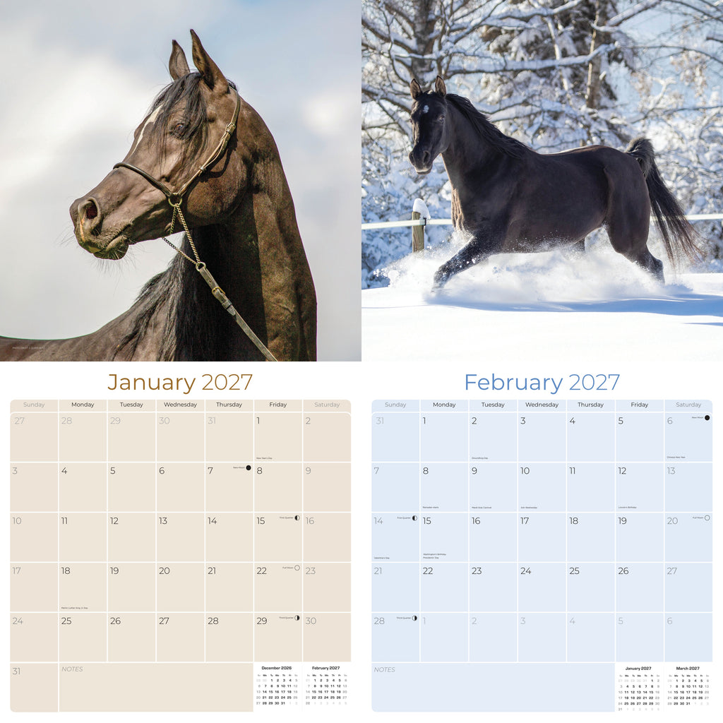 Arabian Horses Wall Calendar 2027 - 12" x 12" Monthly Elegant & Spirited Desert Equine Art Calendar