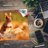 Squirrels Wall Calendar 2027 - 12" x 9" 14-Month Backyard Wildlife Calendar