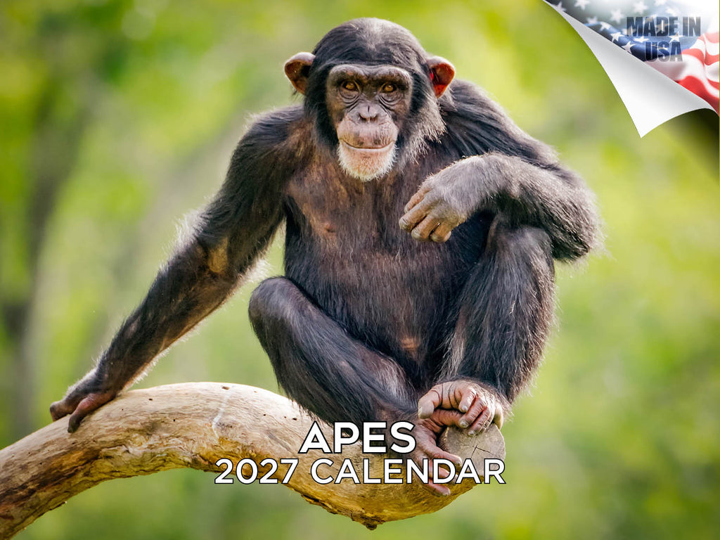 Apes Wall Calendar 2027 - 12" x 9" 14-Month Great Apes Wildlife Calendar